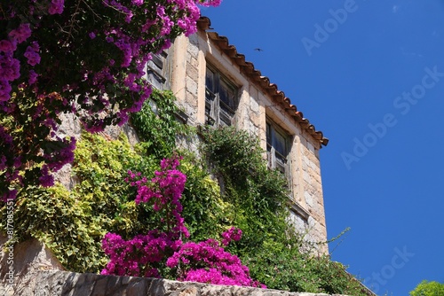 Bougainvillea flowers in Medieval Dubrovnik, Croatia