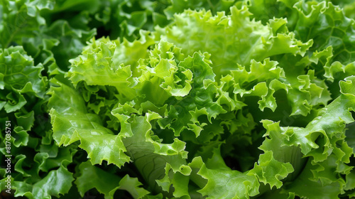 A close-up view of a lettuce plant showcasing its vibrant green leaves, veins, and tiny water droplets. The plant is growing healthy in its natural environment under the sunlight