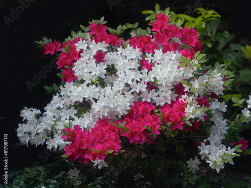 Blühendes überall, rote und weiße Rhododendron 