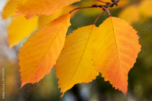 Yellow-orange autumn leaves on a tree close-up