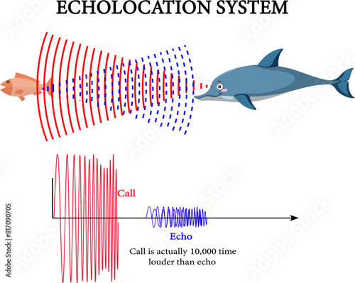 Vector illustration of echolocation system photo