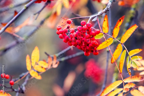 Rowan branch with red berries and yellow leaves on a sunny day