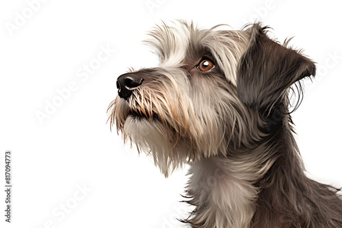 Close-up of dog captures the expression of a grey and white terrier with deep