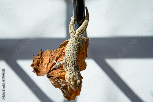 Winter lizard balancing upside down