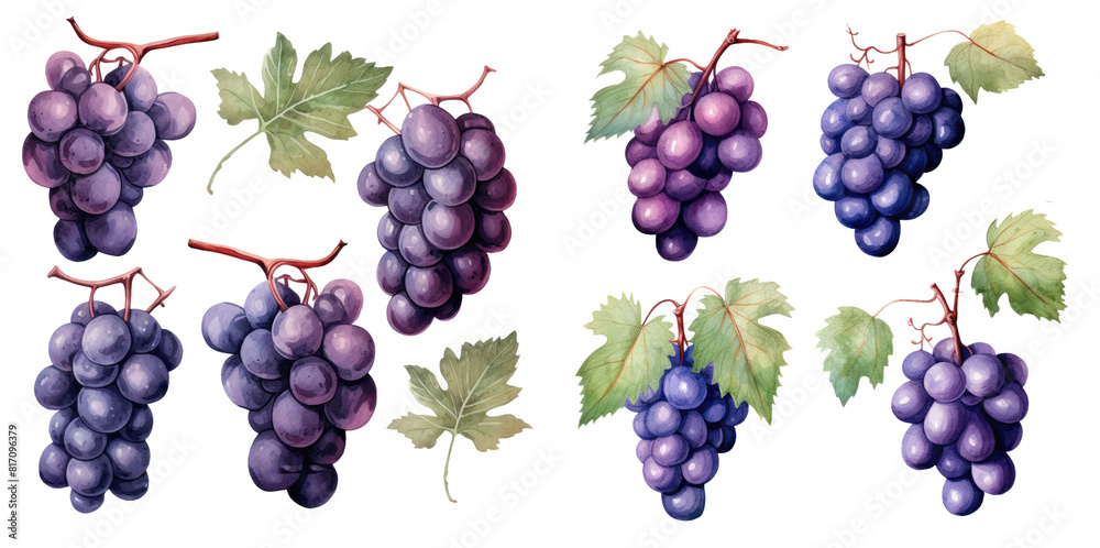 Watercolor set of grape set. Hand drawn isolated on transparent background. Watercolor set of grape set. Hand drawn isolated on transparent background.