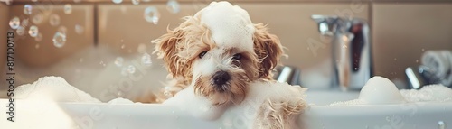 Adorable Maltipoo puppy enjoying a bath with foam and soap bubbles, highlighting a pet grooming and cleaning concept in a charming and playful setting
