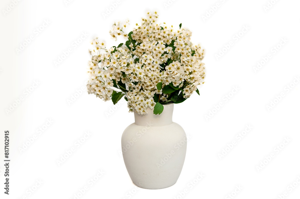 Bouquet of white spirea in a white clay vase on a white background. Bouquet of white spirea in a white clay vase on a white background.