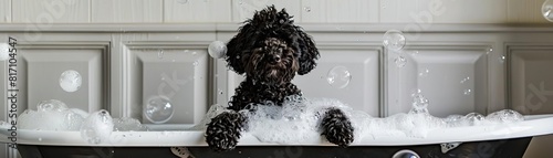 black goldendoodle in white Cambridge cast iron doubleended clawfoot tub photo