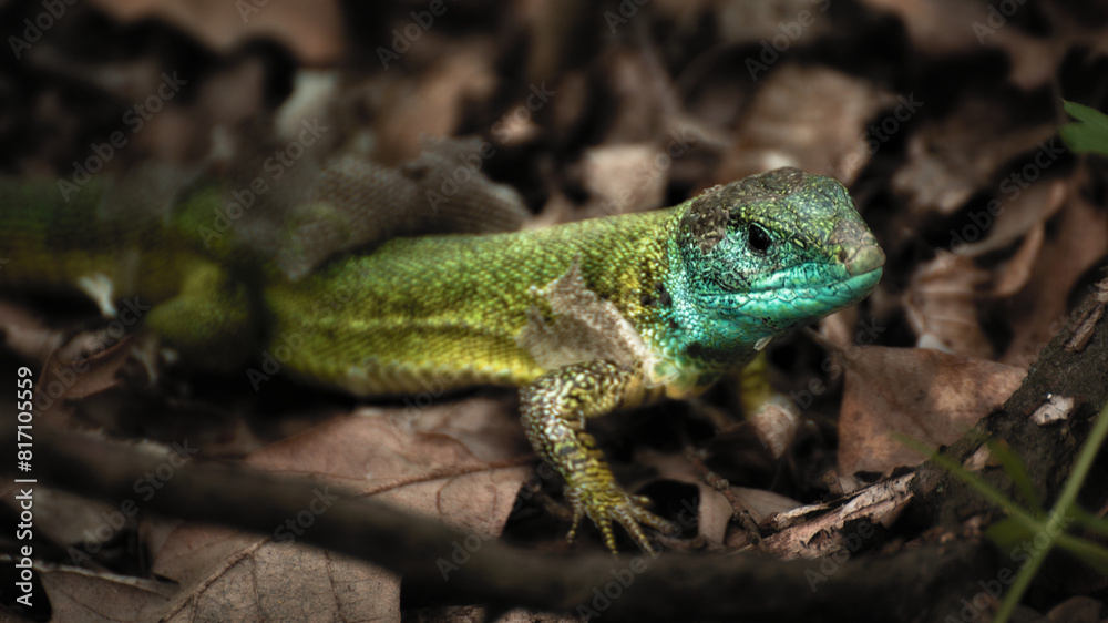 Western green lizard Western green lizard