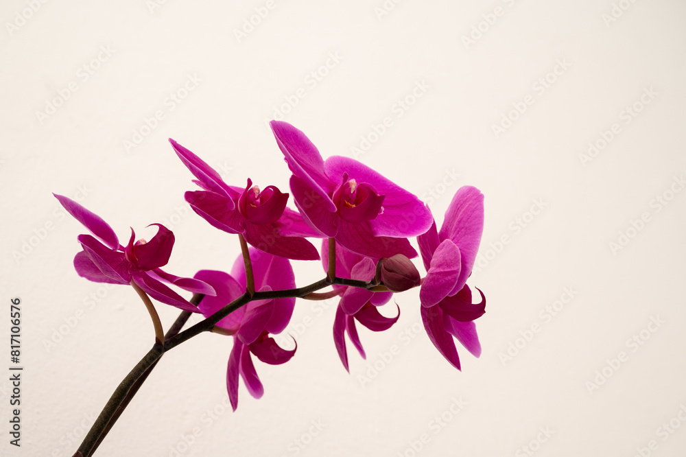 A single pink orchid flower is the main focus of the image. The flower is the only thing visible in the picture, and it is the only thing that stands out. The image has a simple and minimalistic feel