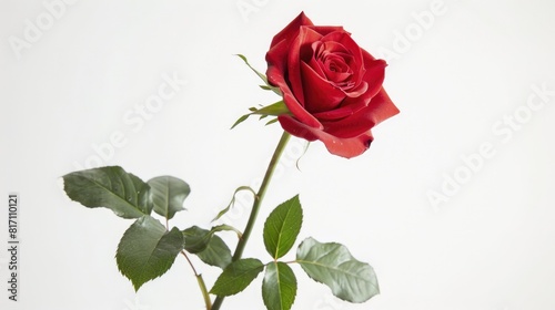 A stunning red rose stands out against a pure white background