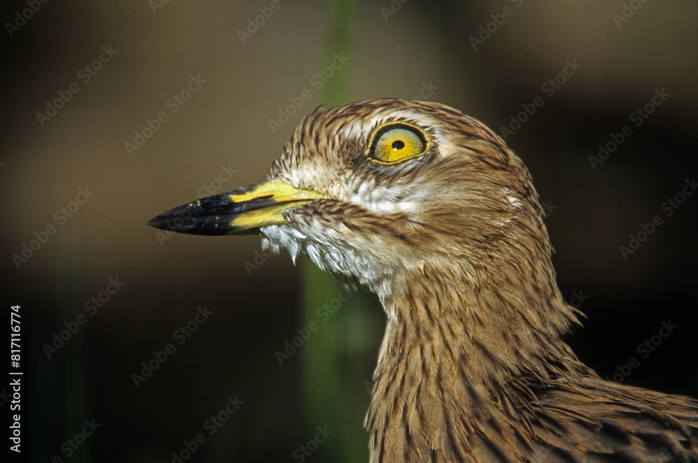 Oedicnème criard,.Burhinus oedicnemus, Eurasian Stone curlew Oedicnème criard,.Burhinus oedicnemus, Eurasian Stone curlew