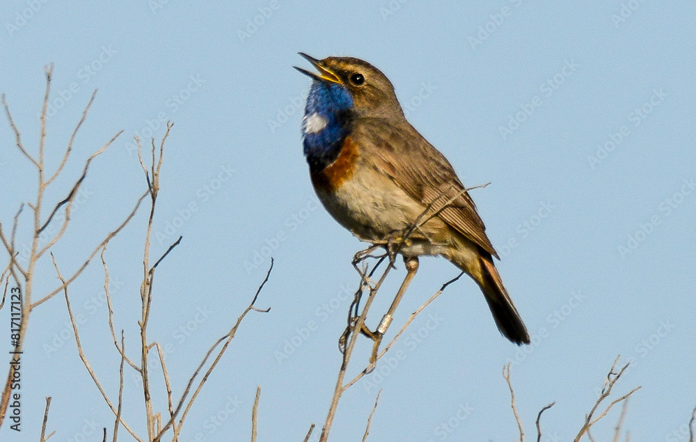 Gorgebleue à miroir,.Luscinia svecica, Bluethroat Gorgebleue à miroir,.Luscinia svecica, Bluethroat