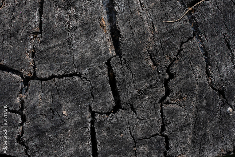 Stunning Tree Bark Textures and Patterns for Nature Photography Stunning Tree Bark Textures and Patterns for Nature Photography