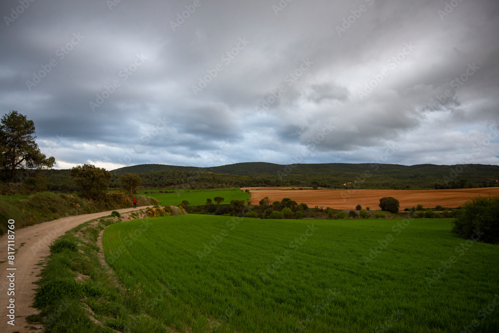 Obraz premium Green field in the evening