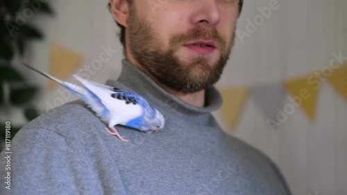 Budgerigar playing with handsome man. Budgie. Funny blue purple parakeet sitting on owner head. Cute violet tamed bird having fun with people. Friendship, relationship with Pets. Cute domestic animals photo