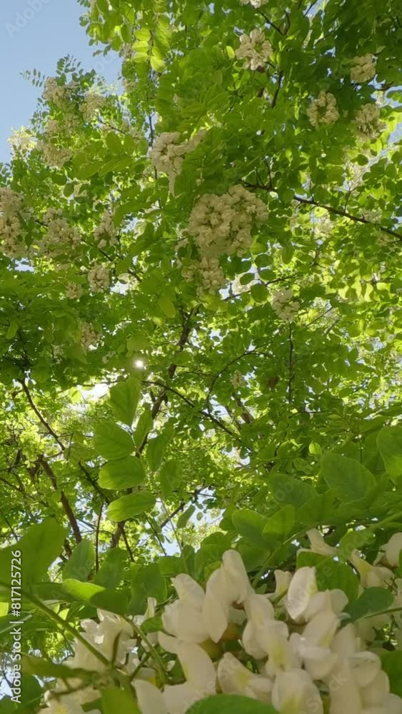 Vertical video, Movement forward making its way between branches of flowering Acacia tree towards crown on spring day, Backlighting (Contre-jour), False Acacia or Black Locust (Robinia pseudoacacia)