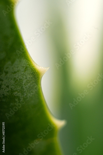 Extreme close-up of green succulent leaf of aloe vera flower exotic tropical plant with texture, isolated white background