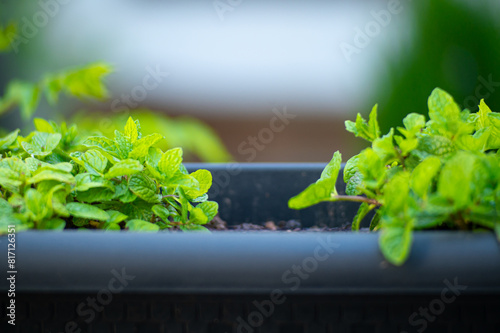 Close-up of growing mint plant in a pot in the backyard garden photo