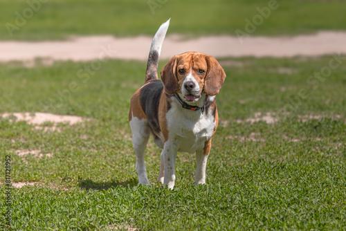 Dog on a walk on a green lawn on a sunny day. Happy pet dog. Thoroughbred dog. Puppy on a walk with a toy. Dog playground. Playful four-legged friends. A puppy makes a need. Loyal pets. Cute puppies.