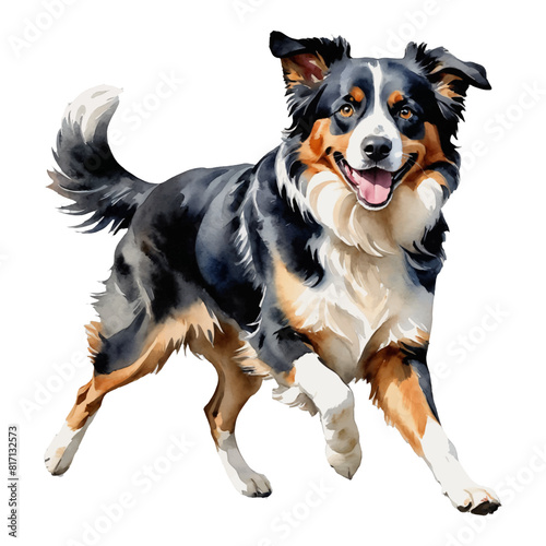 Australian Shepherd Dog Running or Jumping Hand Drawn Watercolor Painting Illustration