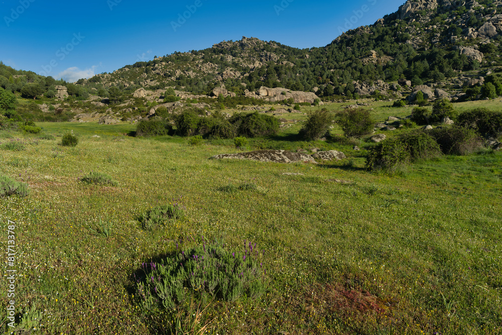 Fototapeta premium mountains, landscape, view, nature, plants, spring, sunny, flora