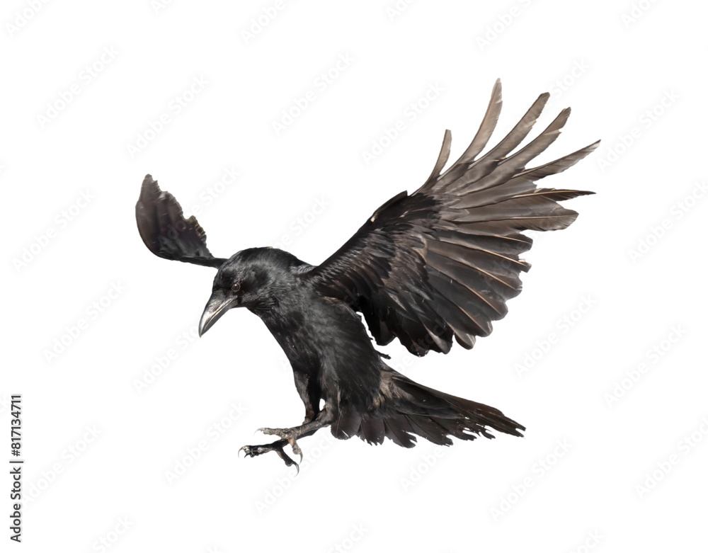 Obraz premium A beautiful raven (Corvus corax) in flight isolated on transparent background