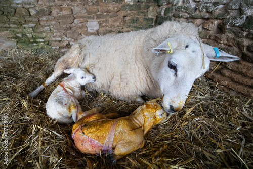 New born lamb and ewe inside barn with straw covered floor, Cotswolds, Gloucestershire, England, United Kingdom, Europe - 19/03/2024