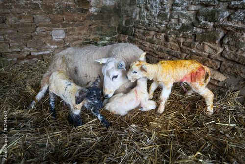 New born lamb and ewe inside barn with straw covered floor, Cotswolds, Gloucestershire, England, United Kingdom, Europe - 19/03/2024