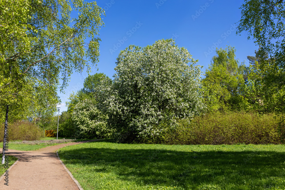 Bird cherry blossoms in the park Bird cherry blossoms in the park