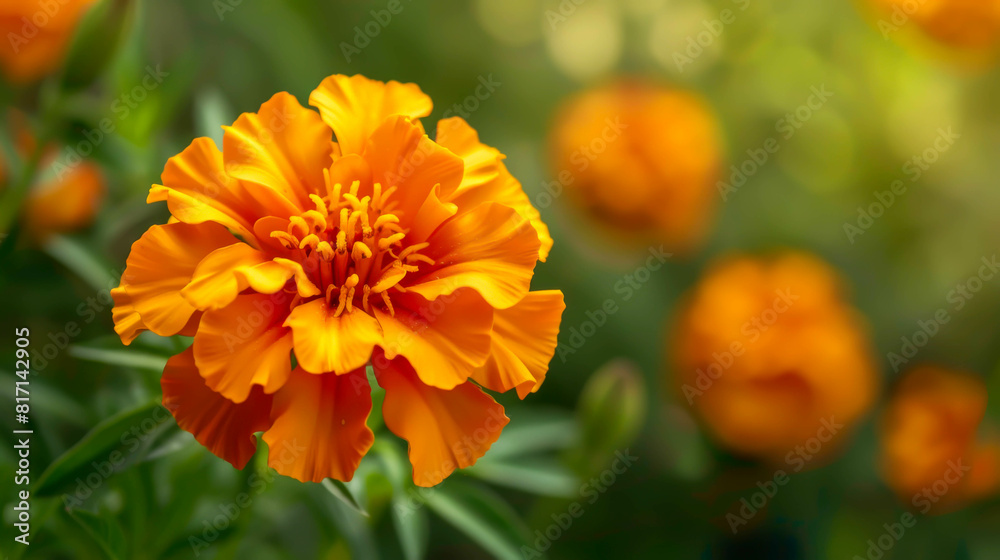 A single orange flower is the main focus of the image, surrounded by green leaves. The flower is the most prominent element in the scene, drawing the viewer's attention A single orange flower is the main focus of the image, surrounded by green leaves. The flower is the most prominent element in the scene, drawing the viewer's attention
