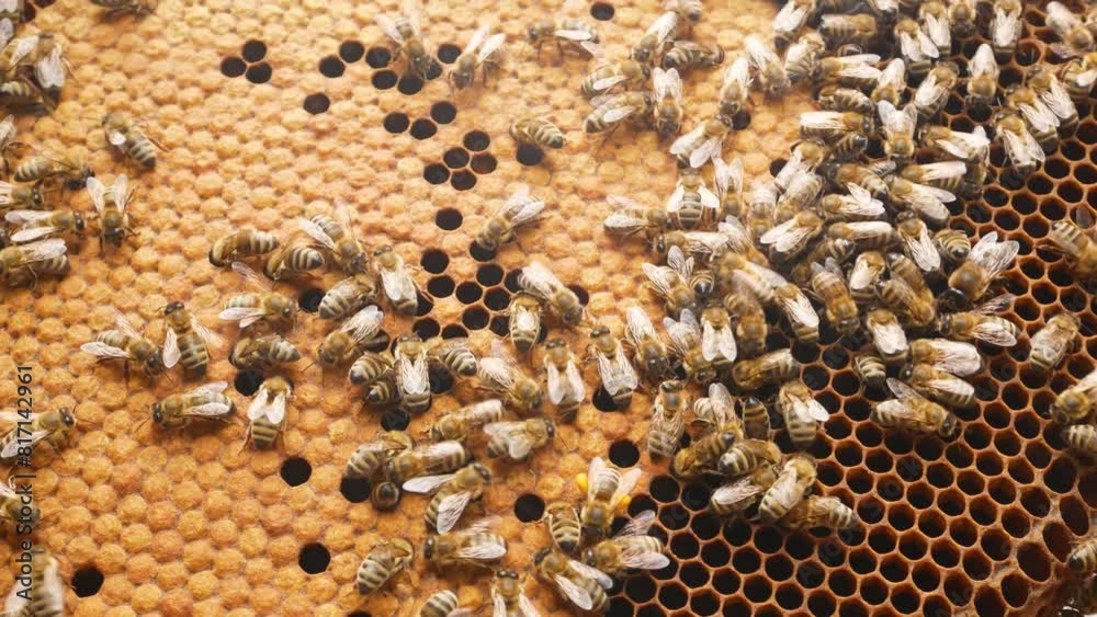 Bees crawl on a wooden frame with honeycombs. Some of the honeycombs are sealed with wax. The life of the apiary, bees. Honey production. Bees crawl on a wooden frame with honeycombs. Some of the honeycombs are sealed with wax. The life of the apiary, bees. Honey production.
