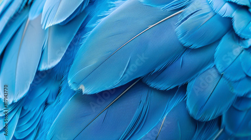A close up of blue feathers, with a focus on the intricate patterns and textures. The feathers appear to be from a bird, possibly a parrot, and they are arranged in a way that creates a sense of depth photo