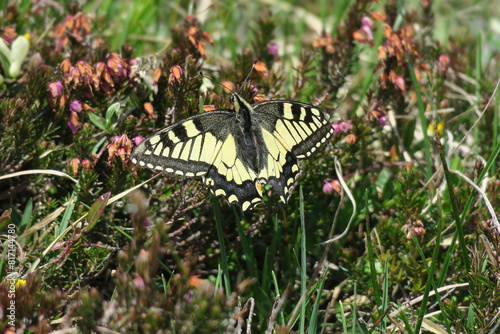 Schwalbenschwanz auf Heidekraut - swallowtail on heather - Papilio machaon
