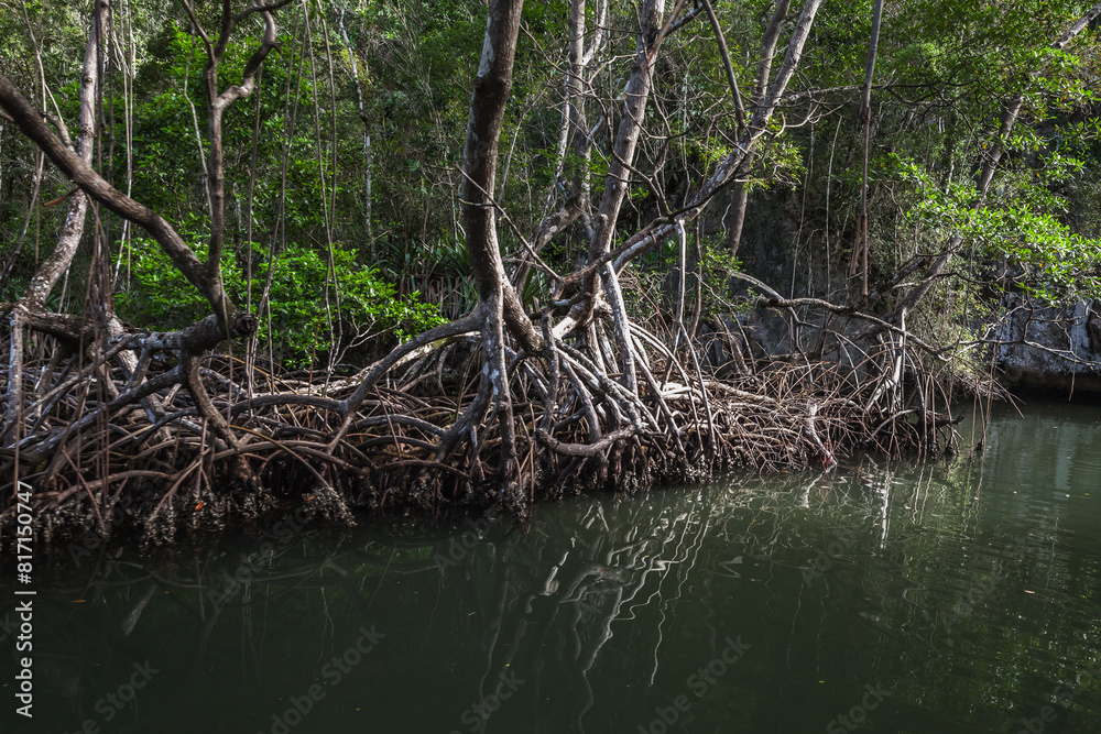 Wild mangrove forest landscape with trees growing in salty sea water Wild mangrove forest landscape with trees growing in salty sea water