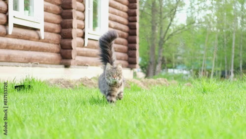Graceful Gray Tabby Cat walking on green grass meadow. Funny little cat outdoors. Beautiful grey feline is in a lawn outside. Kitten walks looking to camera. Backyard, summer day. Animal in the nature