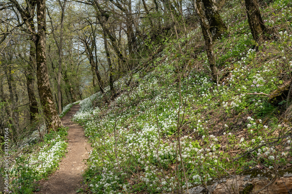 mountain forest mountain forest