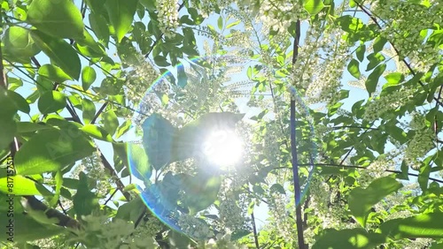 The camera moves forward between the white flowers of a blooming Bird Cherry tree on the sun light and blue sky background, Backlit (Contre-jour) slow motion photo