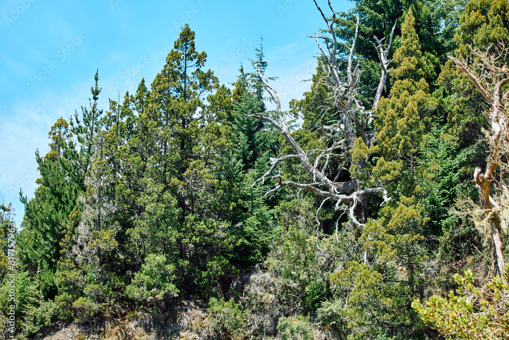 Fototapeta premium dense fairytale forest on the mountainside hiding the blue sky