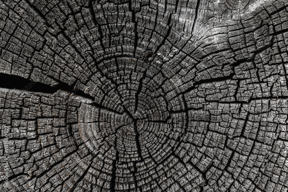 The cross section of the log is darkened and cracked from age and weathering. Dark abstract background