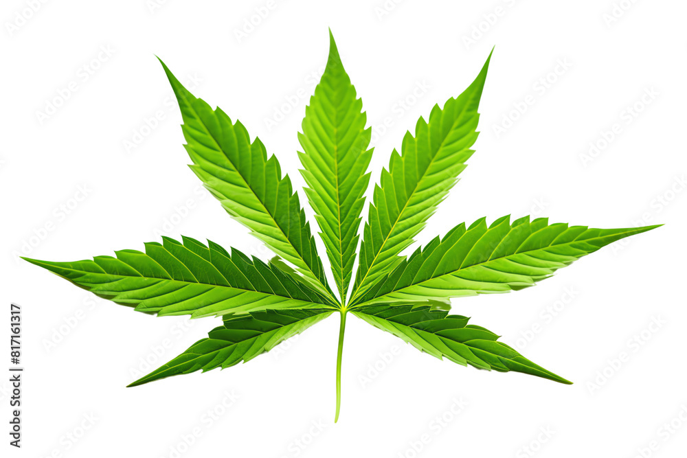 Green leaf of cannabis plant isolated on white background. Green leaf of cannabis plant isolated on white background.