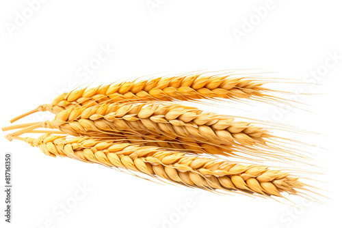 Image shows golden wheat stalks, ready for harvest.