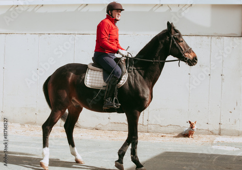 Canvastavla Amateur rider on black horse with dog at equestrian club, copy space