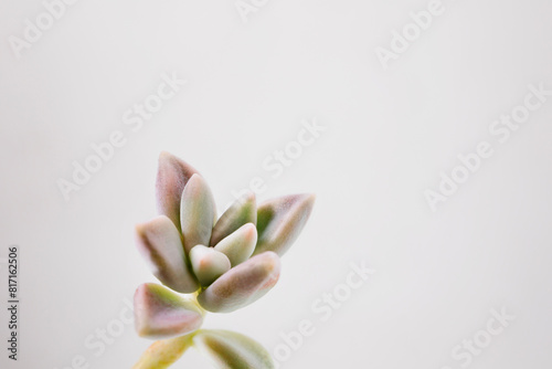 Succulent plant of mother of pearl studio shot photo