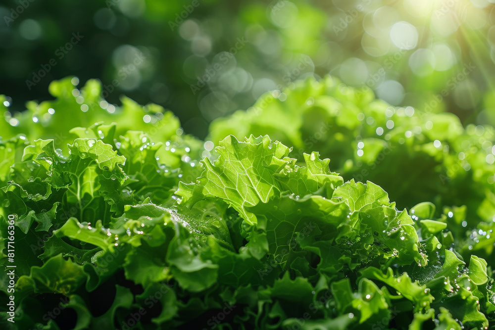 Detailed view of fresh green lettuce vegetable in close-up shot, showcasing its vibrant colors and intricate leaf structure Detailed view of fresh green lettuce vegetable in close-up shot, showcasing its vibrant colors and intricate leaf structure