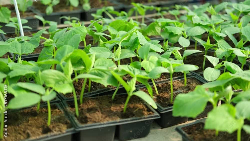 Young cucumber seedlings growing in plastic pots, containers. Gardening concept. Seedling ready to be planted in ground from garden tray. Young sprouts. Growing from seeds. Healthy food production. Young cucumber seedlings growing in plastic pots, containers. Gardening concept. Seedling ready to be planted in ground from garden tray. Young sprouts. Growing from seeds. Healthy food production.