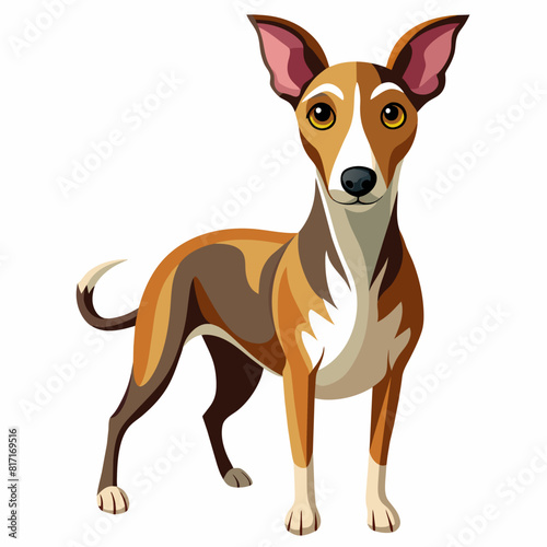 Brown and white dog standing on white background, carnivore, terrestrial animal