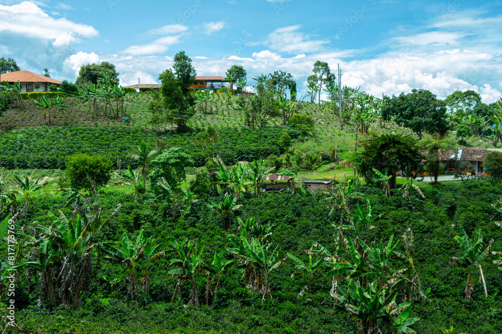 Coffee farm in the majestic Andes Mountains around Jerico, Jericó, Antioquia, Colombia. Fields, banana trees. Blue sky. Coffee farm in the majestic Andes Mountains around Jerico, Jericó, Antioquia, Colombia. Fields, banana trees. Blue sky.
