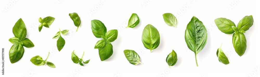 basil leaves isolated on white background basil leaves isolated on white background