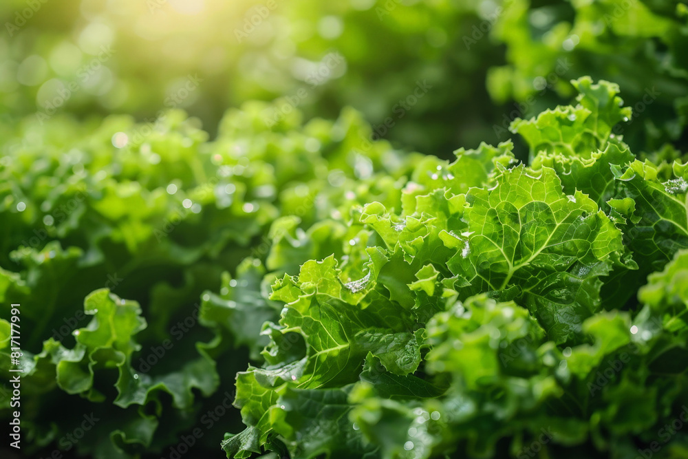 Kale leaves in a field illuminated by sunlight Kale leaves in a field illuminated by sunlight